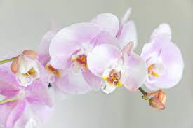 Phalaenopsis mix  P12 - 3 stem60 cm