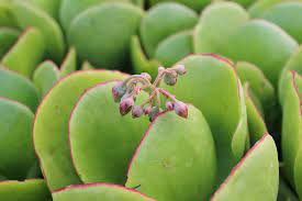 Crassula mix nr. 334 / P10.5