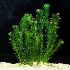 Elodea(Egeria) densa in Container