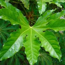 FATSIA japonica