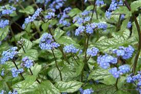 BRUNNERA M. JACK FROST