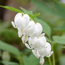 Dicentra Spectabilis 'Alba' - Herbaceous - Windyridge Garden Centre