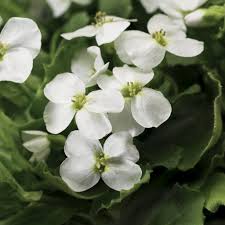 Arabis Little Treasure White 1 Ltr
