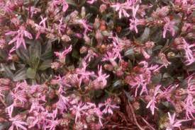 Ragged Robin Lychnis Flos Cuculi Nana (3Ltr Pot)