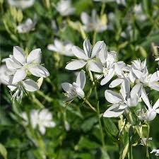 GAURA Papillion 3Ltr Pot