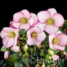 Helleborus Ice N Roses Picotee Helleborus HGC Ice N Rosés Picotee P15 gold