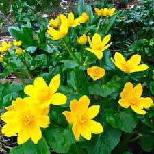 Marsh Marigold Caltha Palustris Polypetala (9cm Pot)