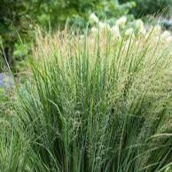 Panicum Virgatum Buffalo Green - Herbaceous - Windyridge Garden Centre