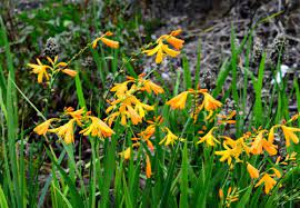 Crocosmia George Davison 2L