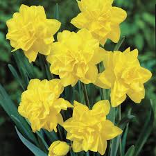 NARCISSUS GOLDEN DUCAT X 5