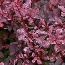Berberis Roseglow 3Lt - Shrubs - Windyridge Garden Centre