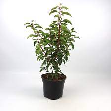 Prunus Lusit.Angustifolia - Hedging - Windyridge Garden Centre
