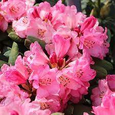 Rhododendron Wine & Roses  25-30 CM C3