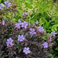 Geranium pratense Midnight Reiter