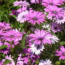 Osteospermum Junc. Compactum - Bedding - Windyridge Garden Centre