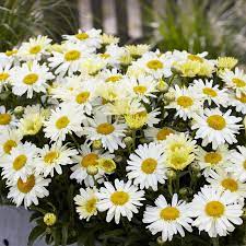 Leucanthemum Lacreme