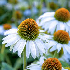Coneflower (Echinacea Pow Wow White)
