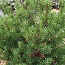 Pinus Mugo 'Mops' 5 Ltr Pot - Shrubs - Windyridge Garden Centre