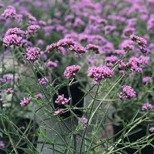 Verbena Bonariensis Lollipop 3Ltr Pots - Herbaceous - Windyridge Garden Centre