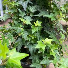 Hedera helix Pittsburgh