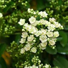 Pyracantha Mohave