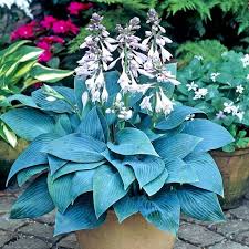 Hosta Halcyon 3L