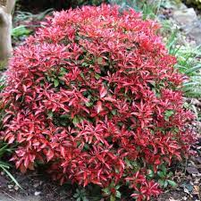 Pieris Mountain Fire - Shrubs - Windyridge Garden Centre