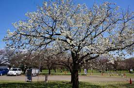 Prunus shirotae