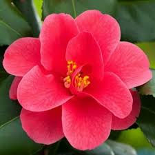 Camellia Ret. Mary Williams - Shrubs - Windyridge Garden Centre