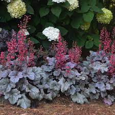 Heuchera Silver Gumdrop - Herbaceous - Windyridge Garden Centre
