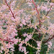 Astilbe Simp. Sprite 3Ltr Pot - Herbaceous - Windyridge Garden Centre
