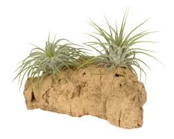 Arr. Tillandsia kurkhout small