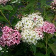 Spirea shirobana 3L