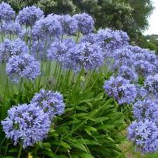 Agapanthus Umbellatus Blue - Herbaceous - Windyridge Garden Centre