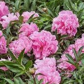 Chinese Peony (Paeonia Lactiflora Longlife Mix)