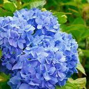 Hydrangea macr. Blue  P23, 7+ flower