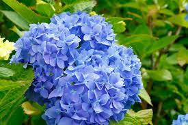 Hydrangea macr. Blue  P23, 7+ flower