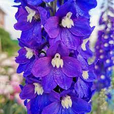 Delphinium Mf Dark Blue White Bee 3 Ltr - Herbaceous - Windyridge Garden Centre