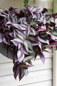 Tradescantia zebrina