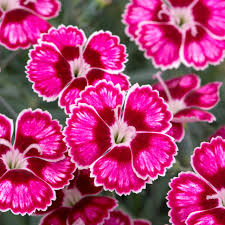 Dianthus 'Flutterburst' - Herbaceous - Windyridge Garden Centre