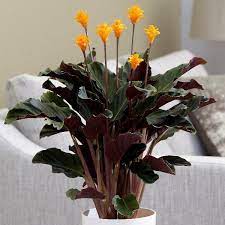 Calathea crocata Tassmania 78 flower