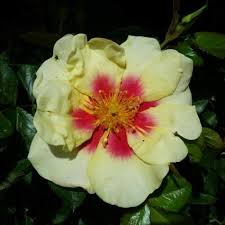 ROSA EYE OF THE TIGER