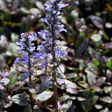 AJUGA reptans Chocolate Chip