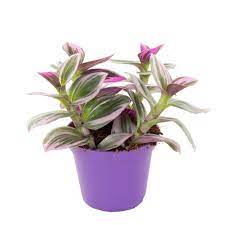 Tradescantia Nanouk  (7cm Pot)