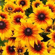 Black-Eyed-Susan-Rudbeckia-Summerina-Yellow-Plant