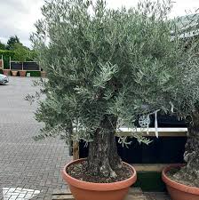 Olive Tree OLEA EUROPEA CIOTOLA 90 CIRC.TR. 40 - 65 BONSAI