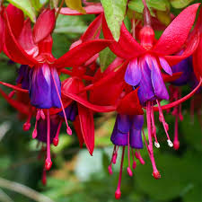FUCHSIA MRS POPPLE
