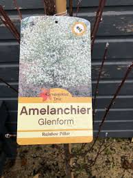 AMELANCHIER C. GLENFORM FASTIGIATA