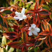 Abelia grand. Kaleidoscope  (2 Ltr pot)