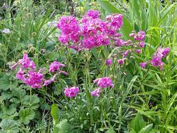 Lychnis viscaria Splendens